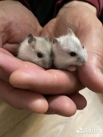 Хомяки джунгарские (серые, перл)