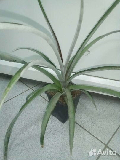 Бромелиевый микс