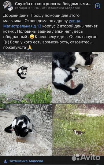 Котик в хорошие руки