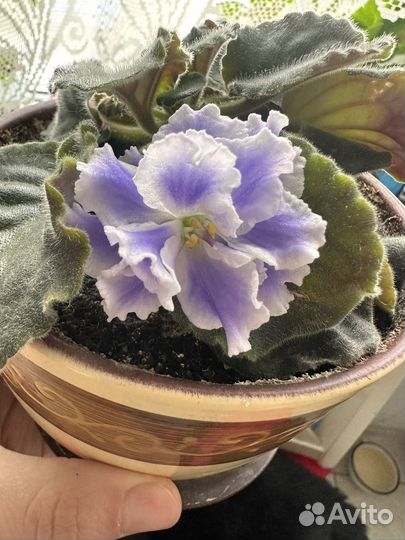 Фиалки цветущие в горшке