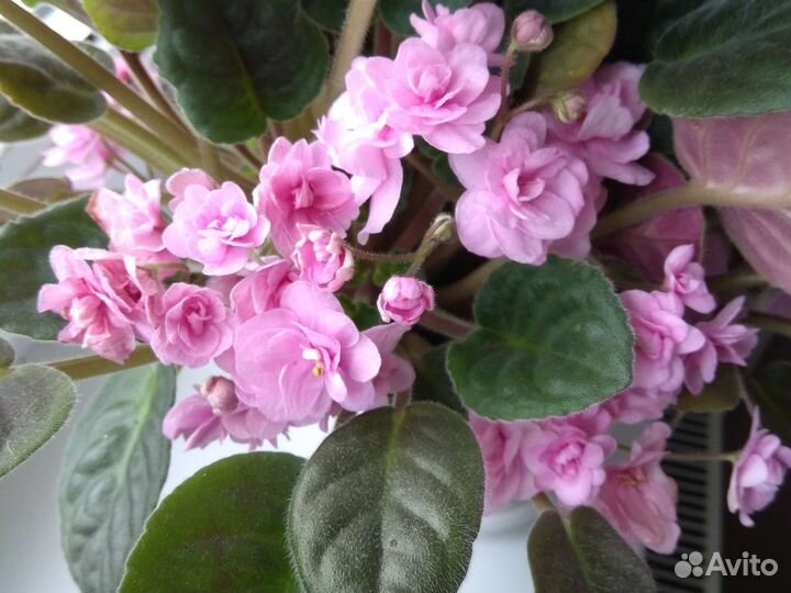 Фиалка розовая детки и взрослая цветущая