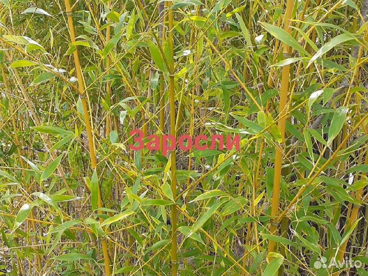 Ствол бамбука