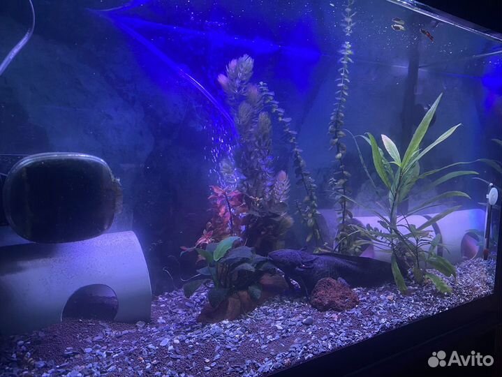 Обслуживание аквариумов