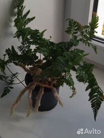 Папоротник даваллия