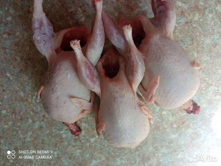 Техасский перепел