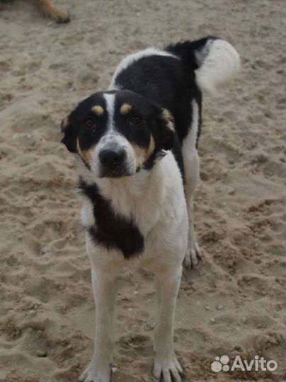 Белка ищет дом