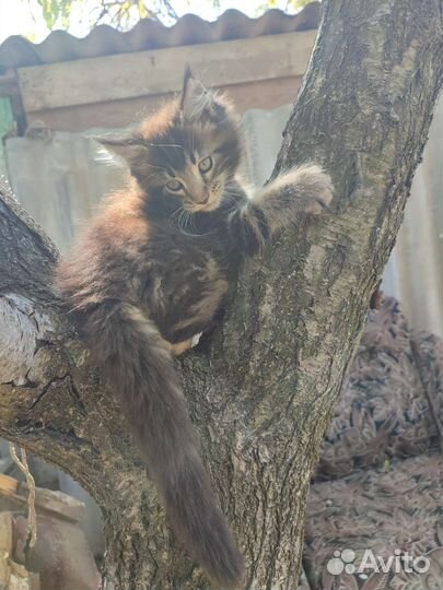 Котята мейн-кун