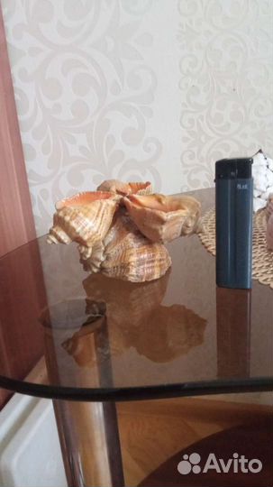 Морские ракушки