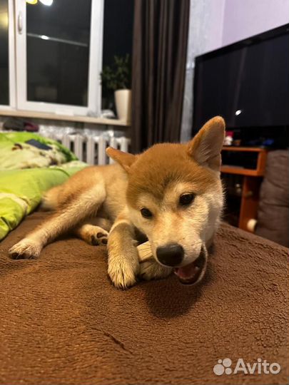 Щенок Сиба Ину