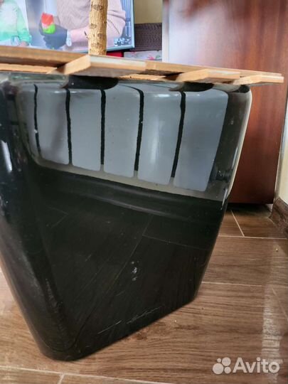 Кодиеум кротон