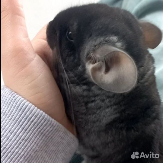 Шиншилла