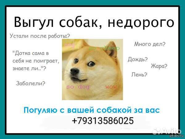 Консультации кинолога, выгул собак