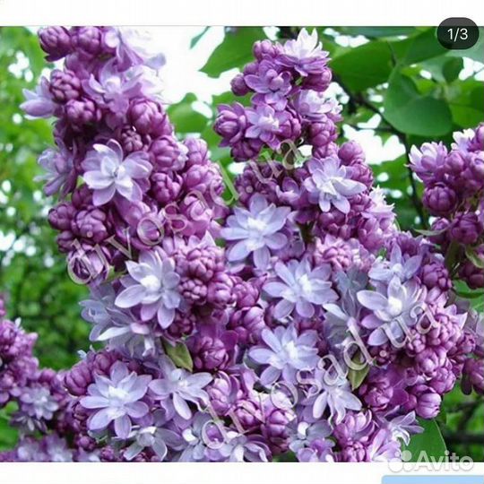 Саженцы Сирени сортовой в зкс таре