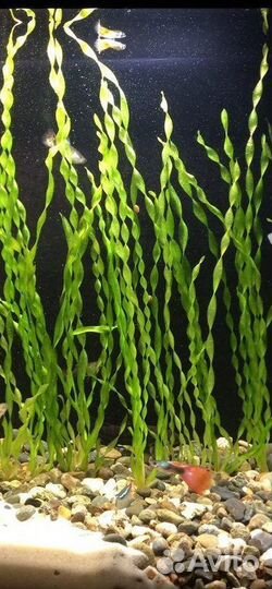 Аквариумные растения, рыбки гуппи