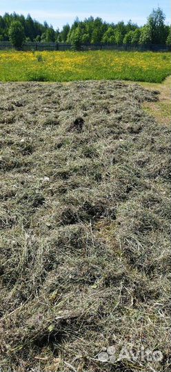 Свежее Сено