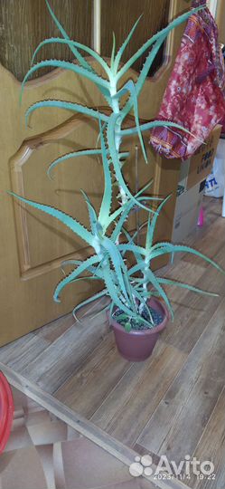 Алоэ лечебный