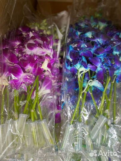 Орхидеи букет орхидей