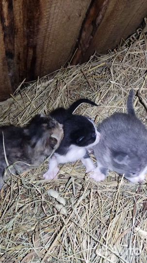 Котята бесплатно