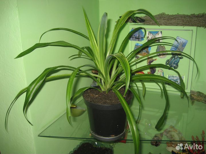 Хлорофитум