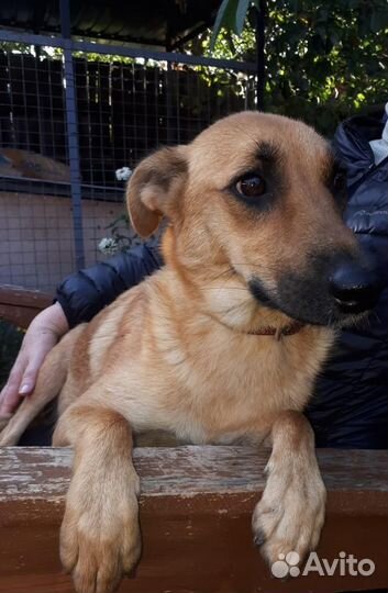 Собака-улыбака