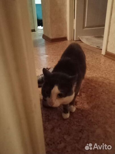 Отдам в хорошие руки кота