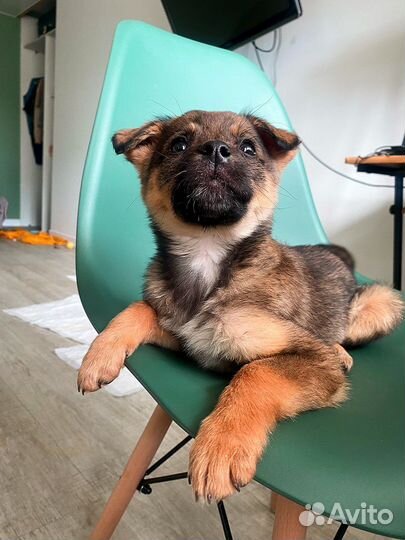 Щенок в добрые руки бесплатно