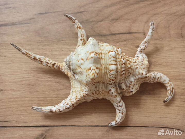 Морская раковина