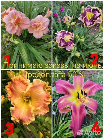 Лилейники сортовые