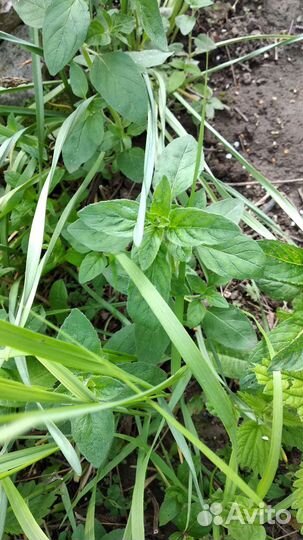 Ароматные пряные травы садовые