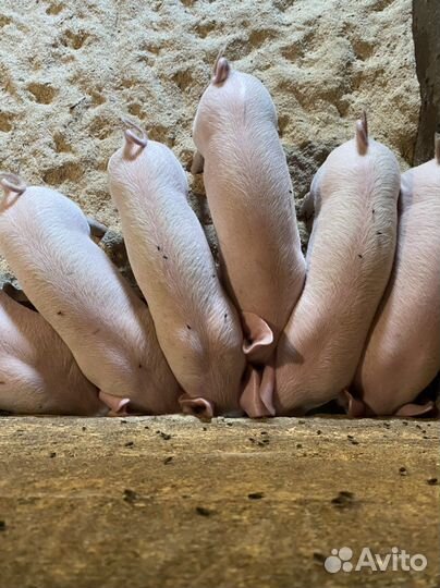 Поросята