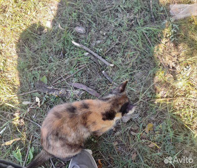 Кошка в добрые руки