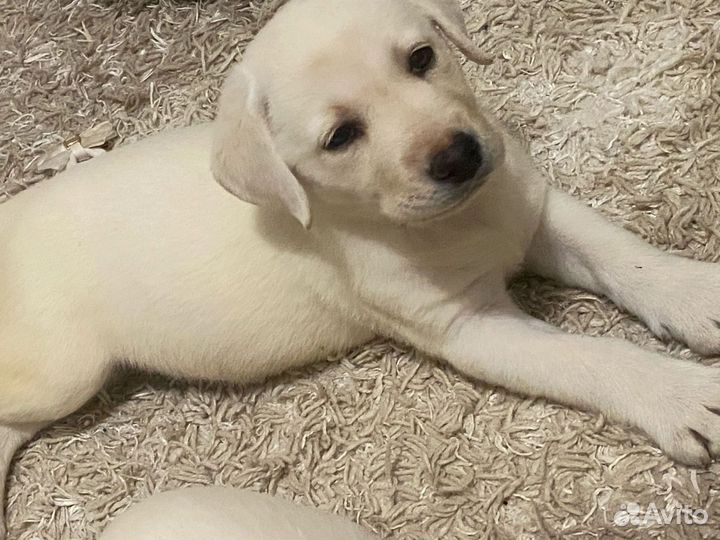 Щенки лабрадора палевые