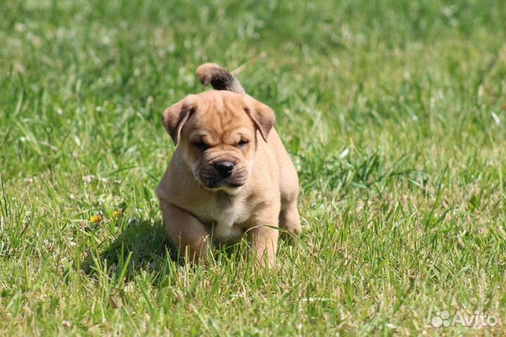 Супер щенки Ка Де Бо