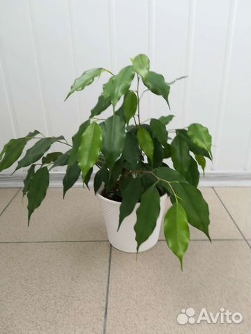 Фикус бенджамина