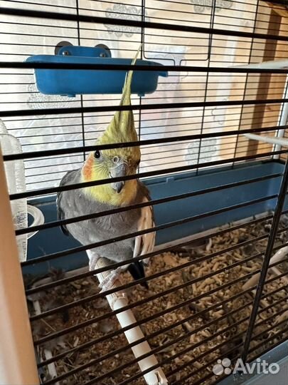 Попугай корелла с клеткой