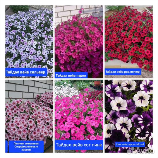 Рассада петунии