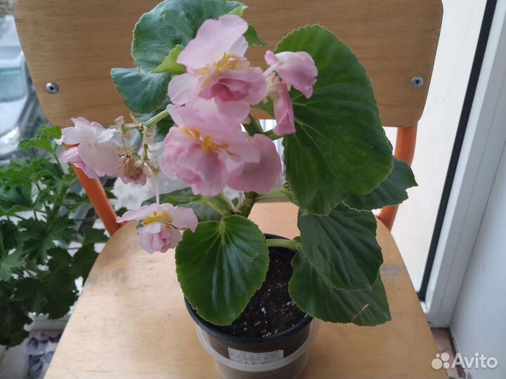 Бегонии вечноцветущие махровые