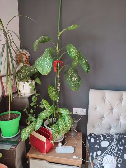 Диффенбахия