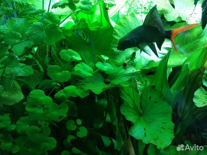Аквариумные растения