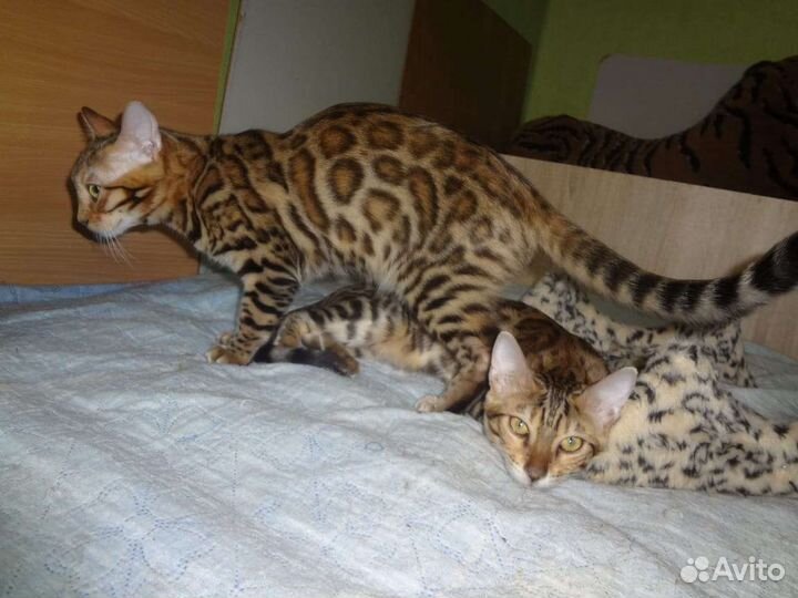 Красавцы бенгалы