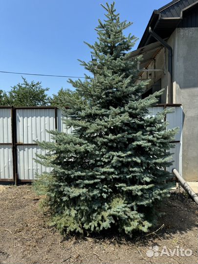 Ель голубая