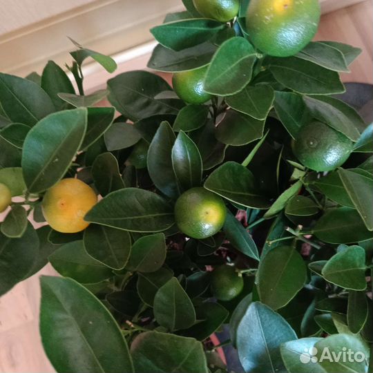 Мандариновое дерево с плодами