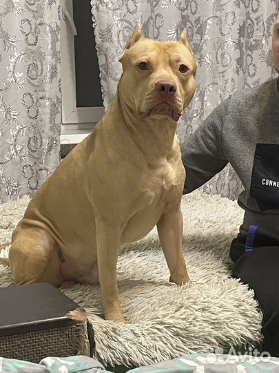 Питбультерьер вязка