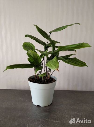 Аспидистра Милки Вэй, пеперомия Джелли