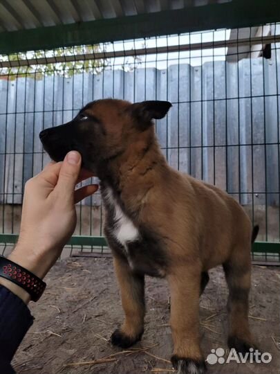 Девочки Малинуа с родословной