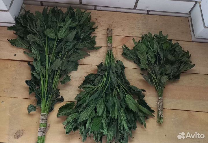 Крапива для бани