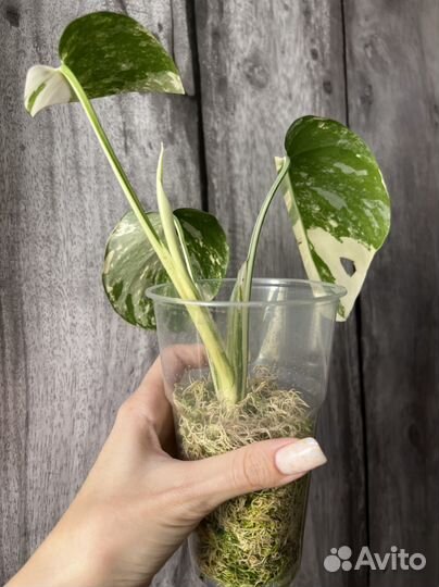 Монстера вариегатная альба