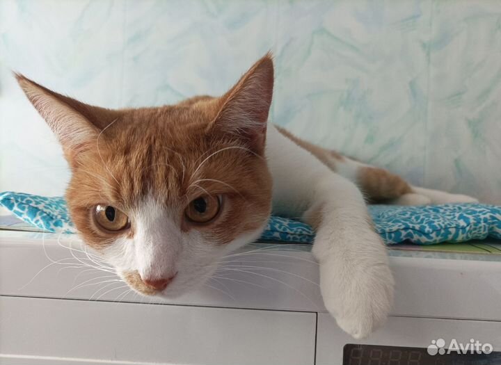 Котенок Гоша ищет дом