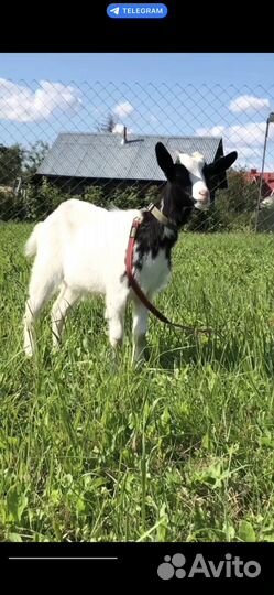 Камерунские козы