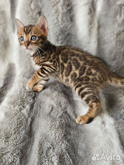 Бенгальский мальчик